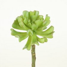 7.5" ECHEVERIA GREEN/MAUVE