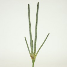 22" SNAKE TAIL PLANT X5 GRN/BR