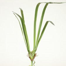 38.5"CYMBIDIUM LVS W/ROOTS