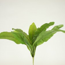 27"BIRD NEST FERN BUSH GREEN