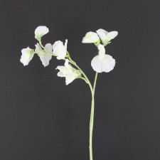 16"SWEET PEA SPRAY X2 CREAM