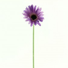 21" GERBERA STEM LAVENDER B5