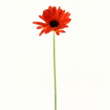 21" GERBERA STEM ORANGE B5