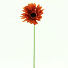 21" GERBERA STEM RUST B5