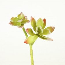 7" FLOCKING SUCCULENT X2