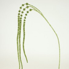 51" AMARANTHUS X3 GREEN
