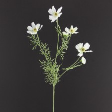 28.5" COSMOS SPRAY X5 B4