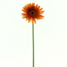 23.5" GERBERA DAISY STEM B4