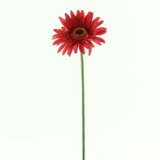 23.5" GERBERA DAISY STEM B4