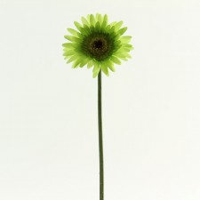 23.5" GERBERA DAISY STEM B4