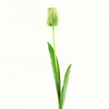 26" TULIP STEM GREEN B4