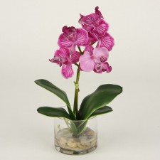 12"PHALAENOPSIS IN GLASS
