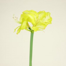 29" AMARYLLIS SPRAY GREEN