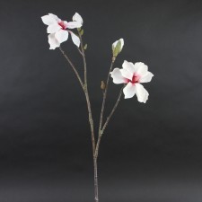 STAR MAGNOLIA SPRY PINK A4
