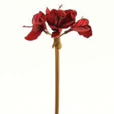 21" AMARYLLIS STEM RED