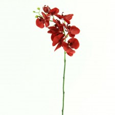 29" PHALAENOPSIS STEM RED