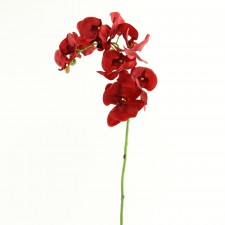 37" PHALAENOPSIS STEM RED