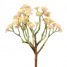 10"MINI EVHEVERIA PLANT