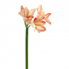 AMARYLLIS RED A4