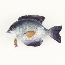 8" FISH BLUE