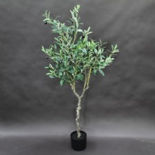 48"OLIVE TREE POTTED