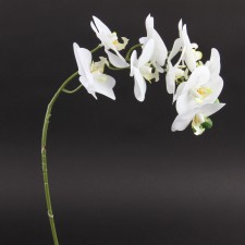 32"SOFT TOUCH ORCHID WHITE
