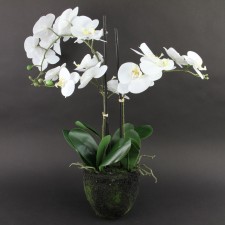29"SOFT TOUCH ORCHID W/POT
