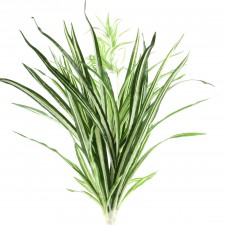 27" SPIDER PLANT X107LVS