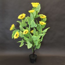 4' SUNFLOWER POTTED