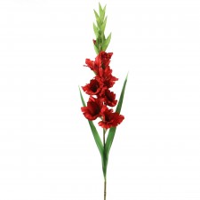 38" GLADIOLA X11 RED