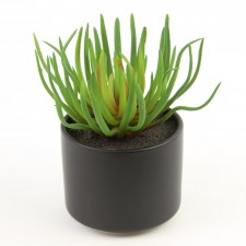 7"SUCCULENT GREEN