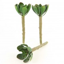 5"ECHEVERIA DUSTY GRN 3PC/BG