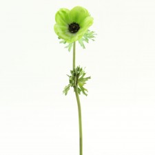 16" ANEMONE STEM X1
