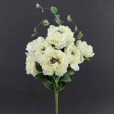24" GARDEN PEONY BUSH X 7