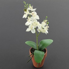 12"MINI PHALONOPSIS ORCHD.A4