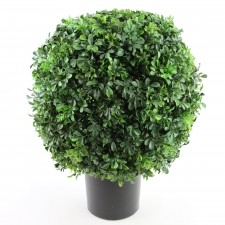 23"BOXWOOD BALL POTTED M25