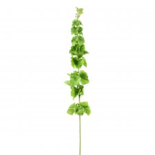 33"BELL OF IRELAND STEM A4