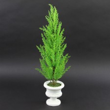 CYPRESS TREE POTTED M25
