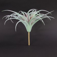 16"TILLANDSIA BUSH