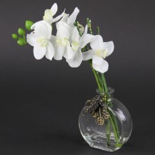 10"PHALAENOPSIS W/GLS VS.A4