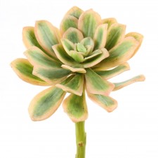 SUCCULENT