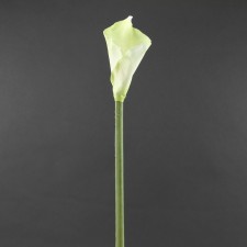 31"ALLA LILY PICK WH A4