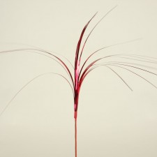 ONION GRASS 24PC/PKG RED