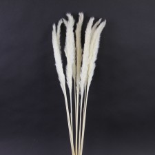 27.5"DRIED COMMON REED STEM