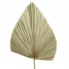 24"DRIED FOUNTAIN PALM STEM
