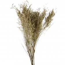 29.5"DRIED TELEGRAPH PLANT