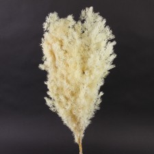 19.5"MING ASPARAGUS FERN