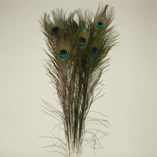 PEACOCK FEATHER 30" X 10PCS