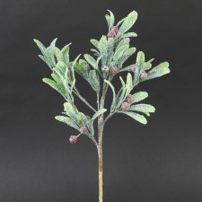 MISTLETOE PICK