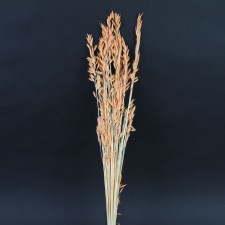 ORANGE AVENA SALIVSA